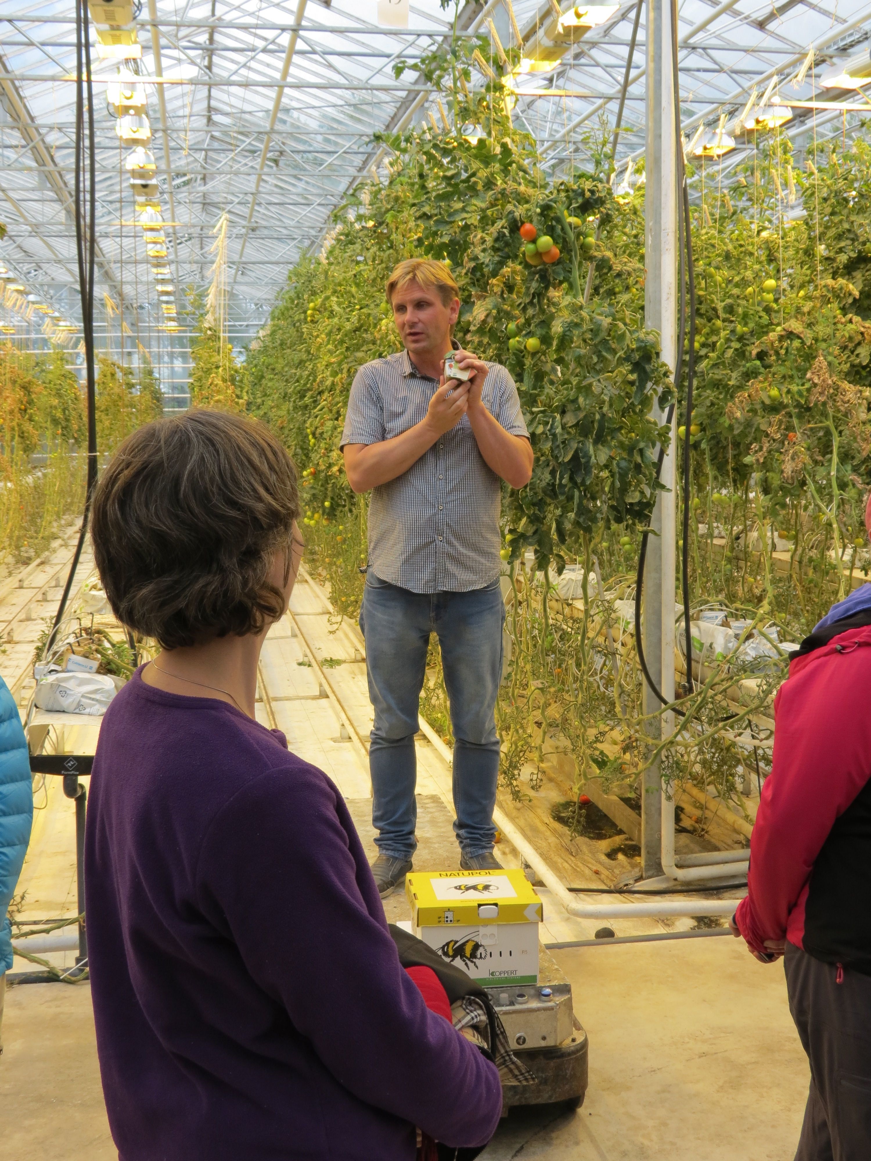 Tomato greenhouse