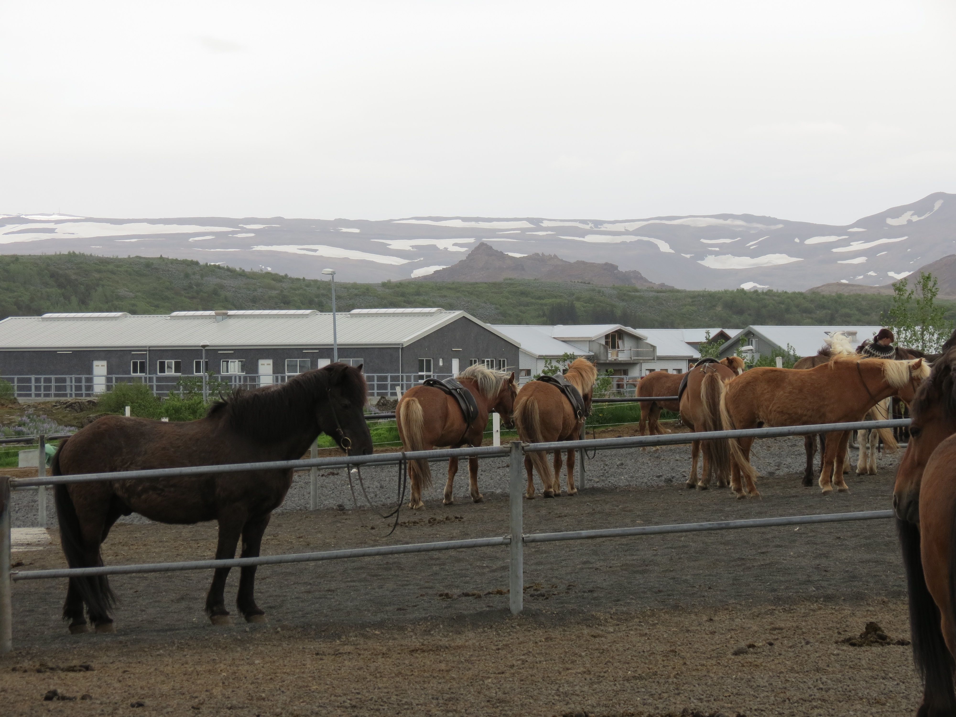 Landscape and horses