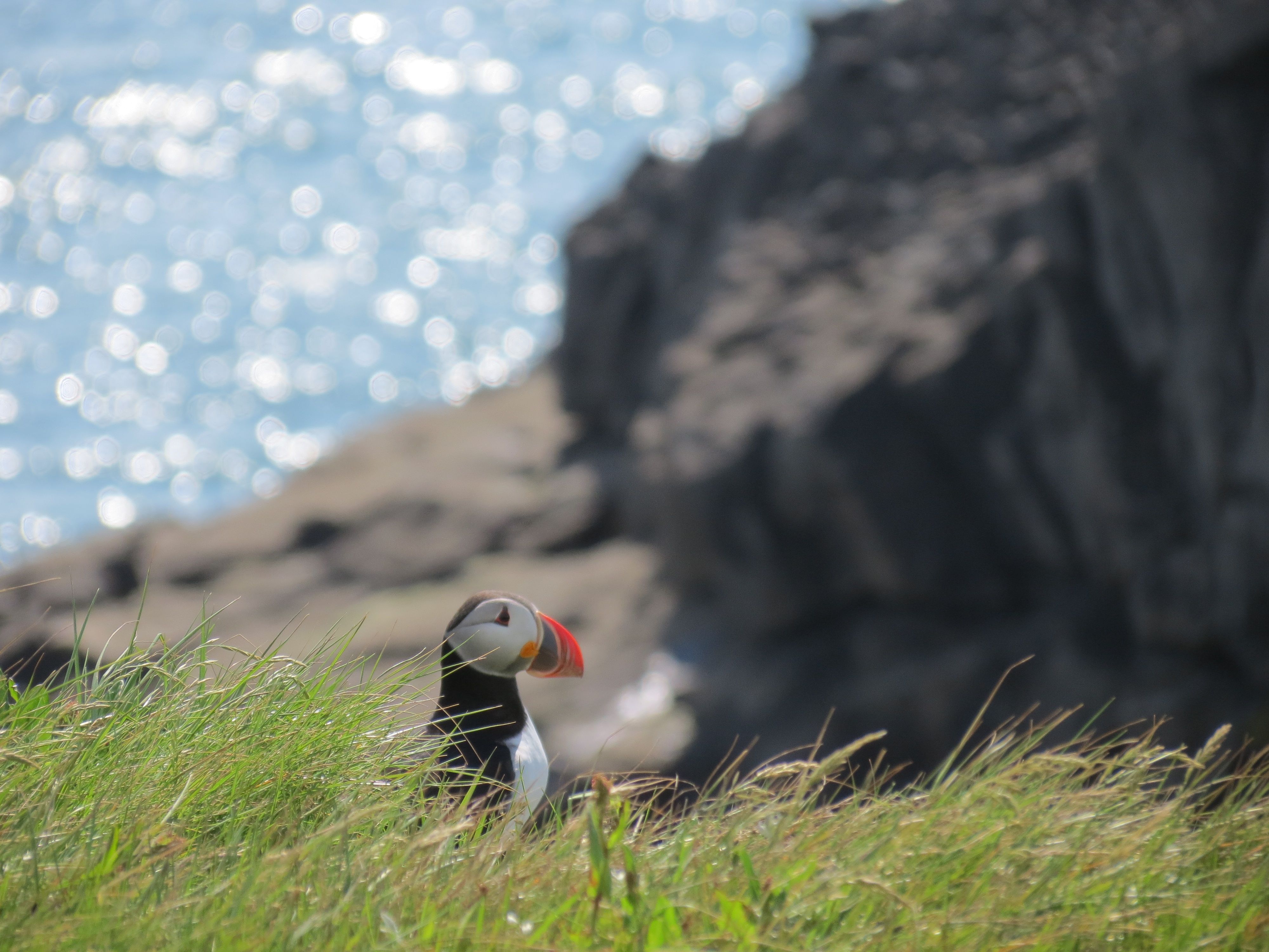 Puffin on guard