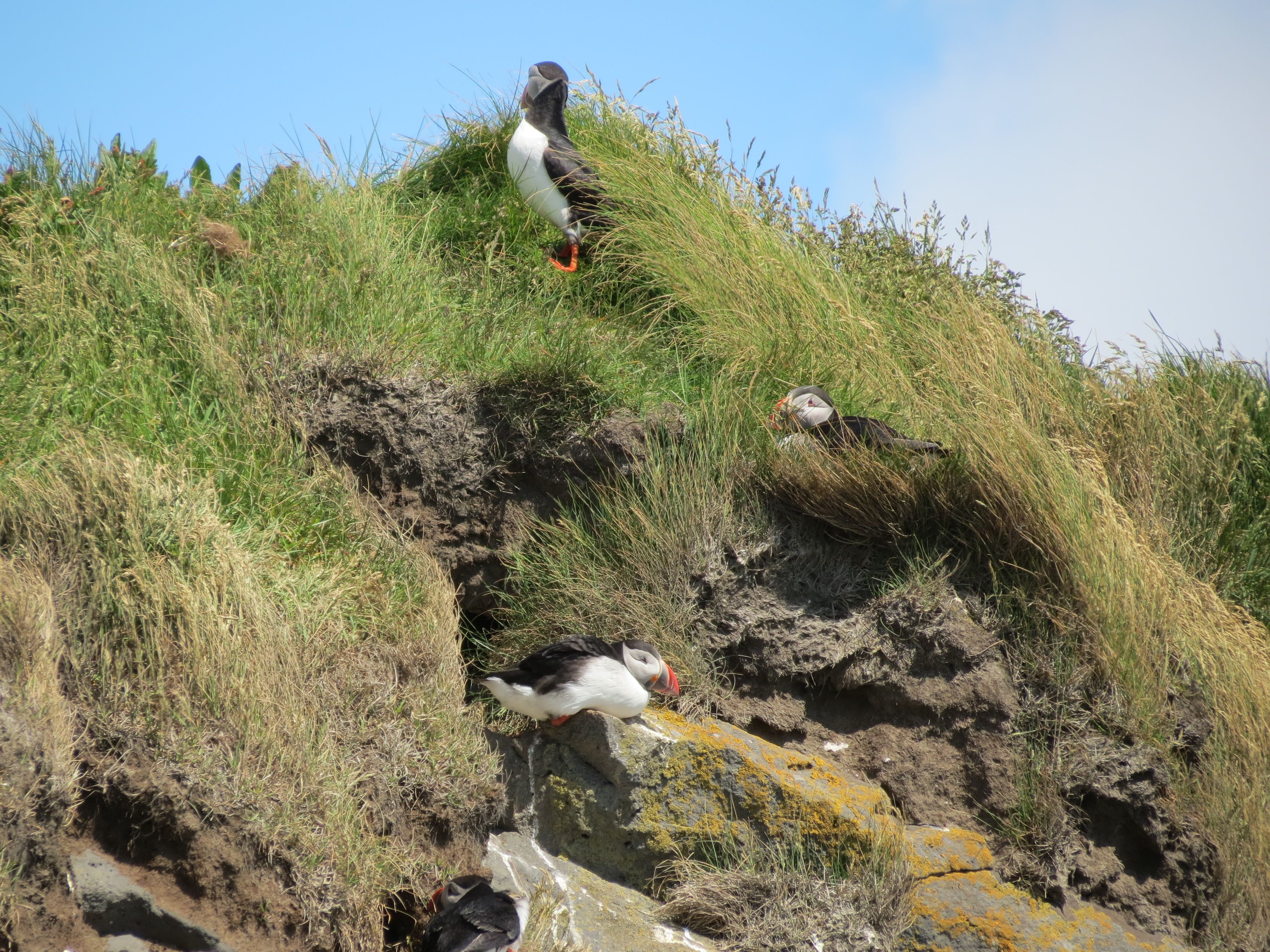 Nesting puffins