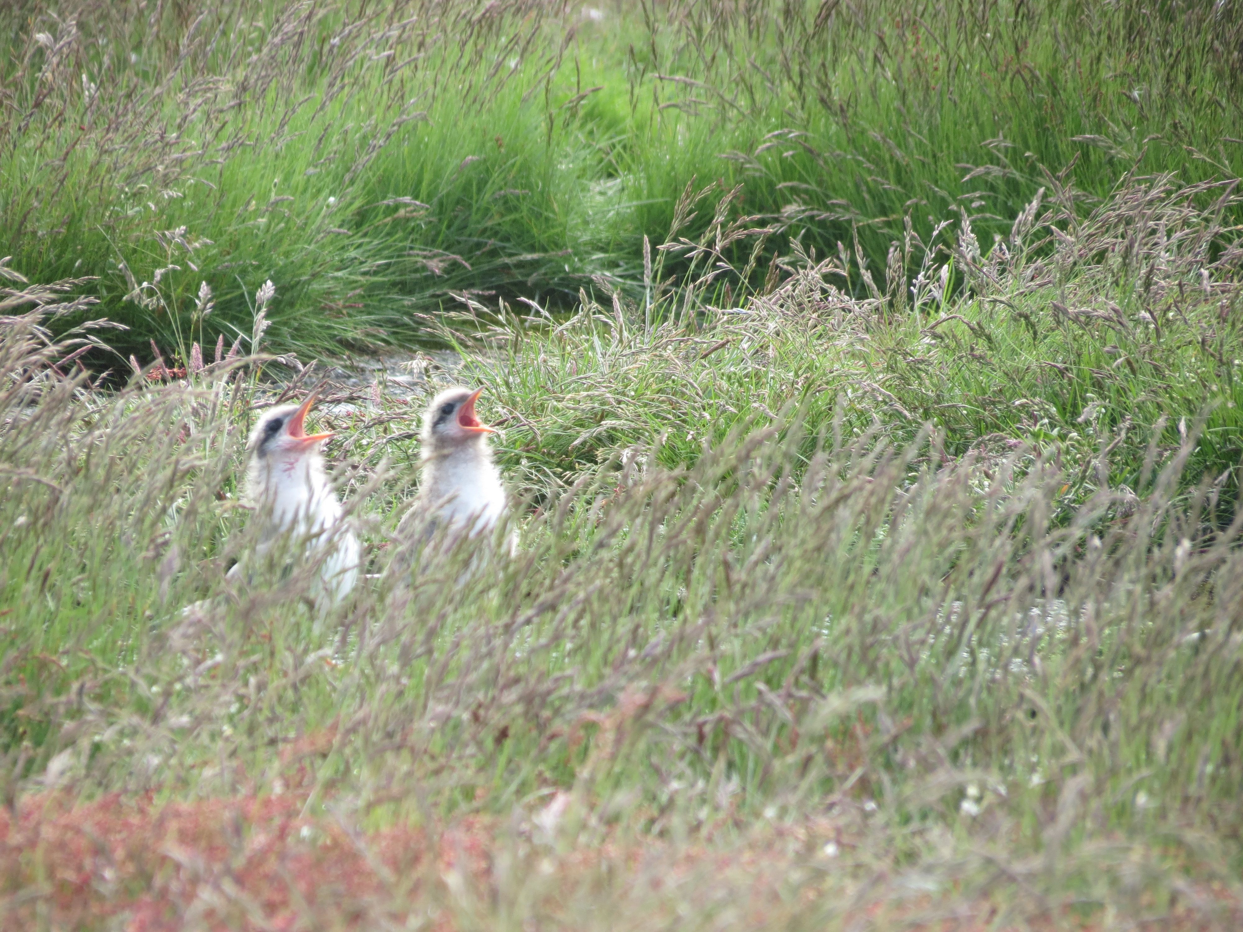 Tern chicks