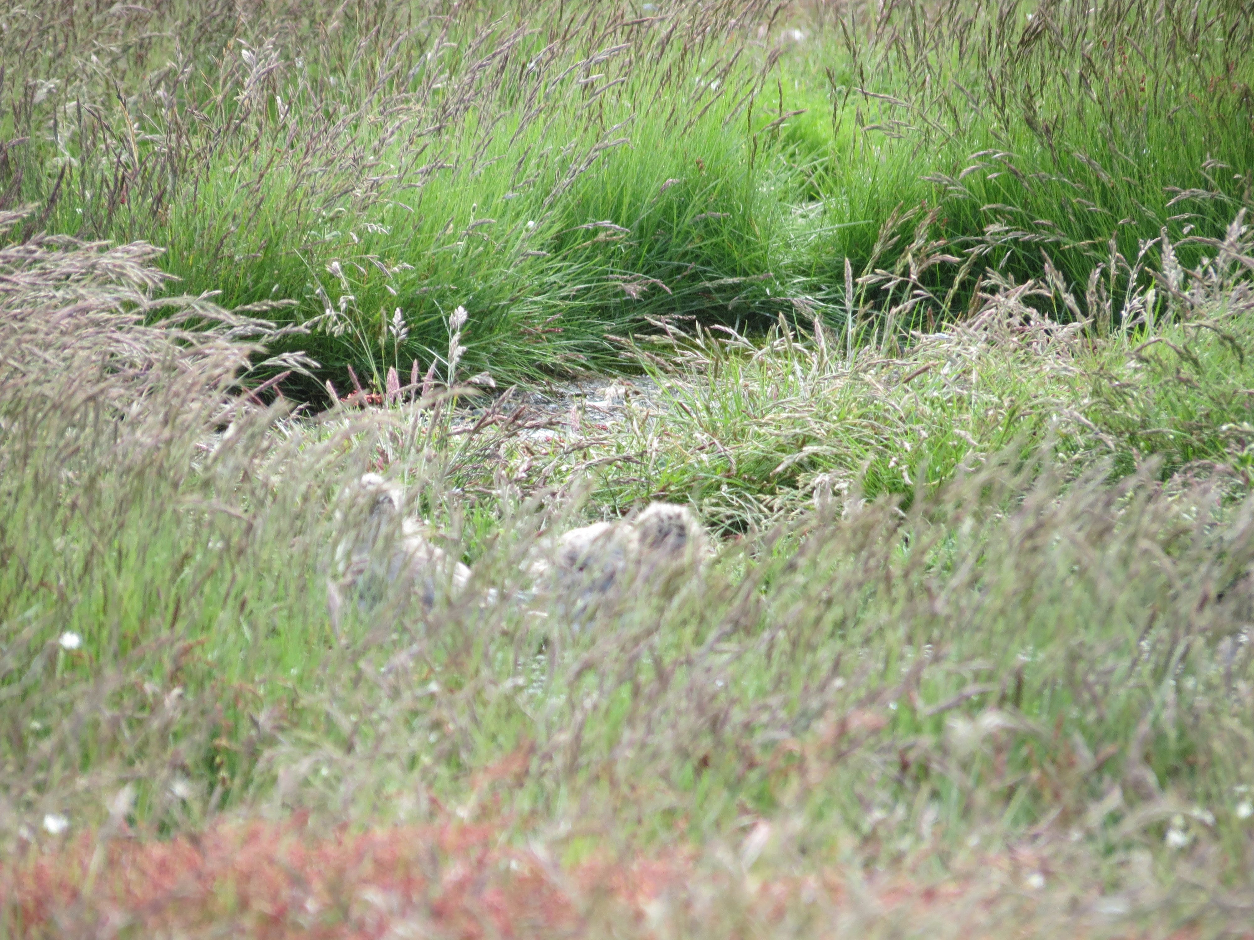Tern chick