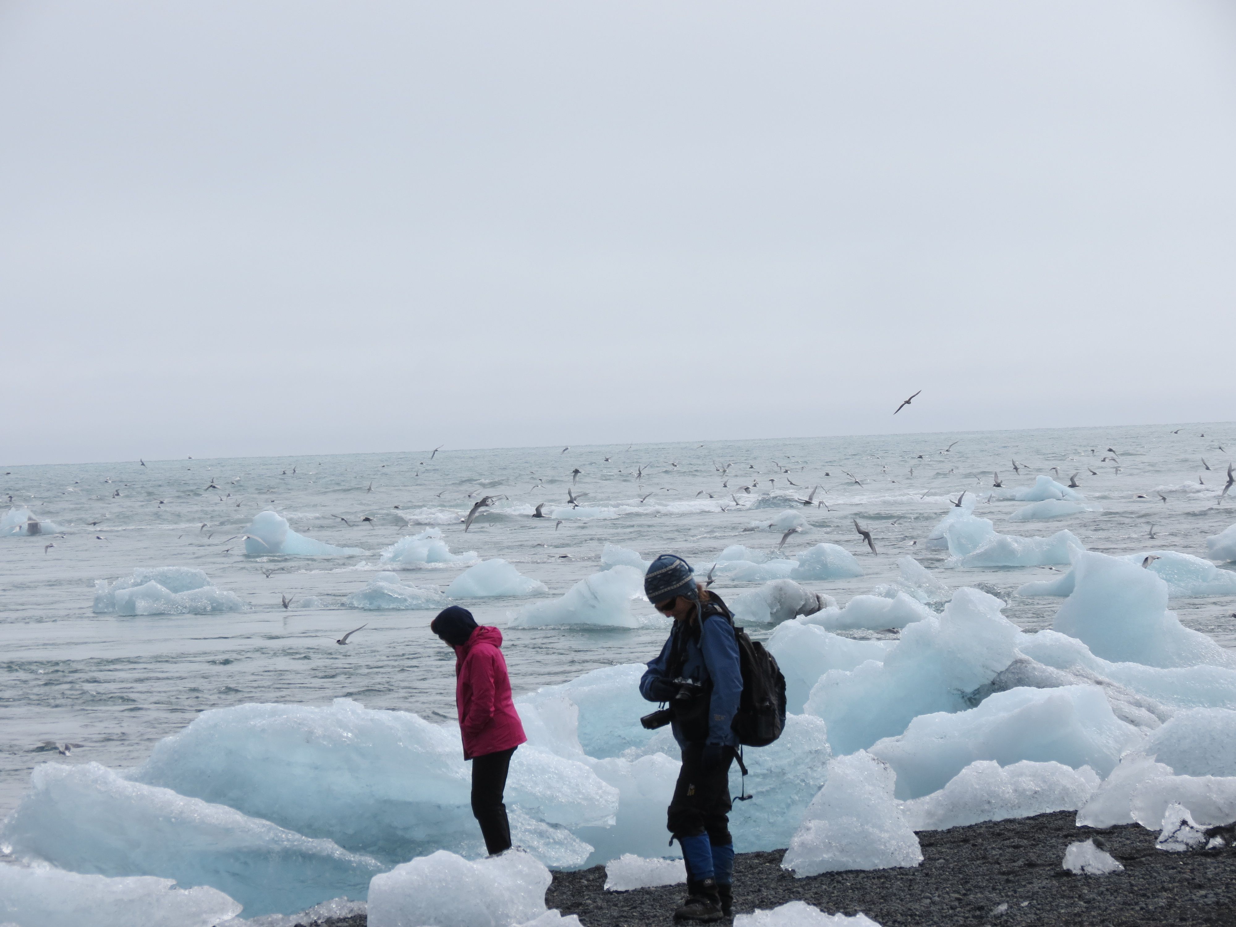 Terns feeding amongst beached bergs