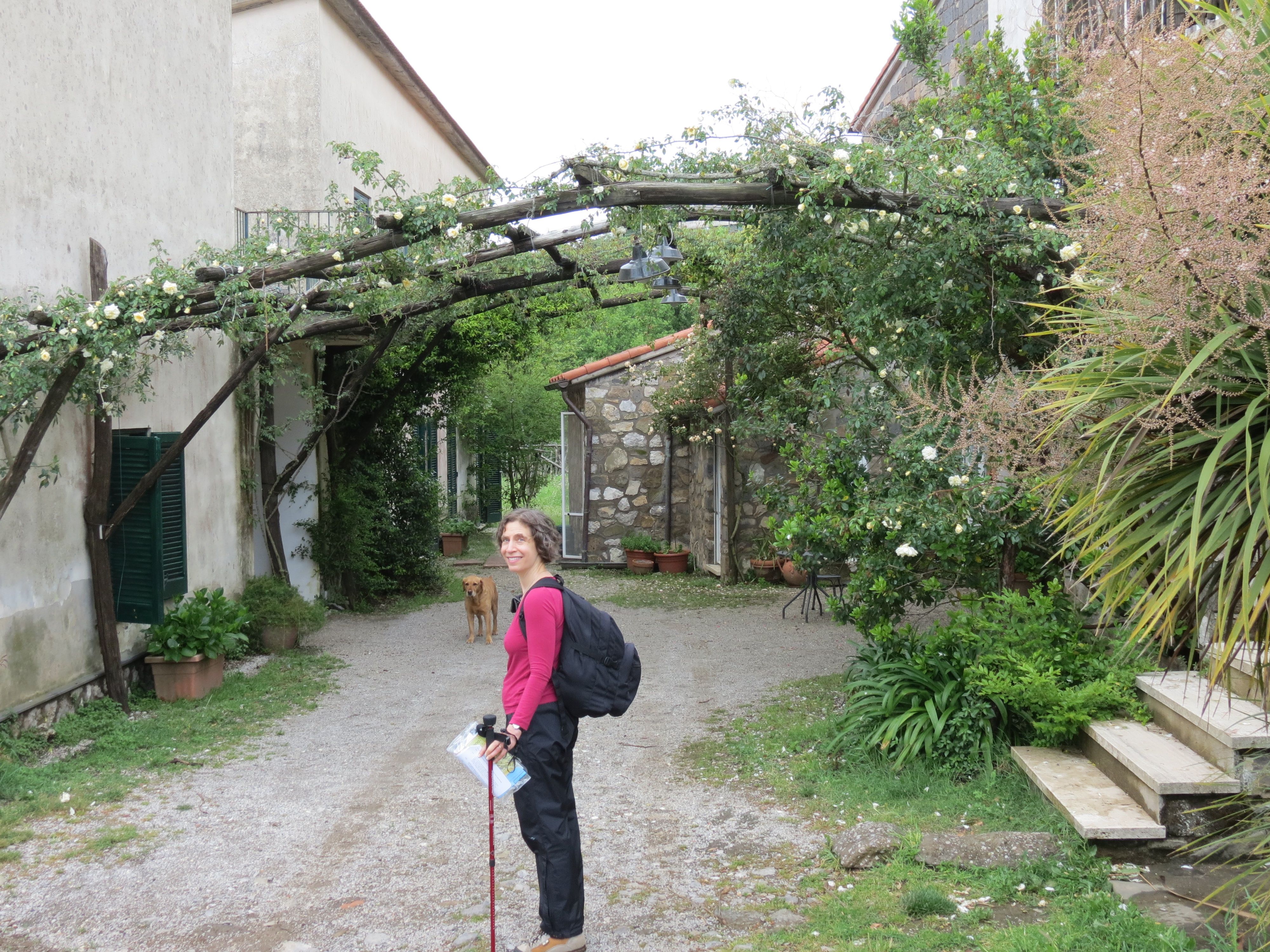 Le Tore rose trellis