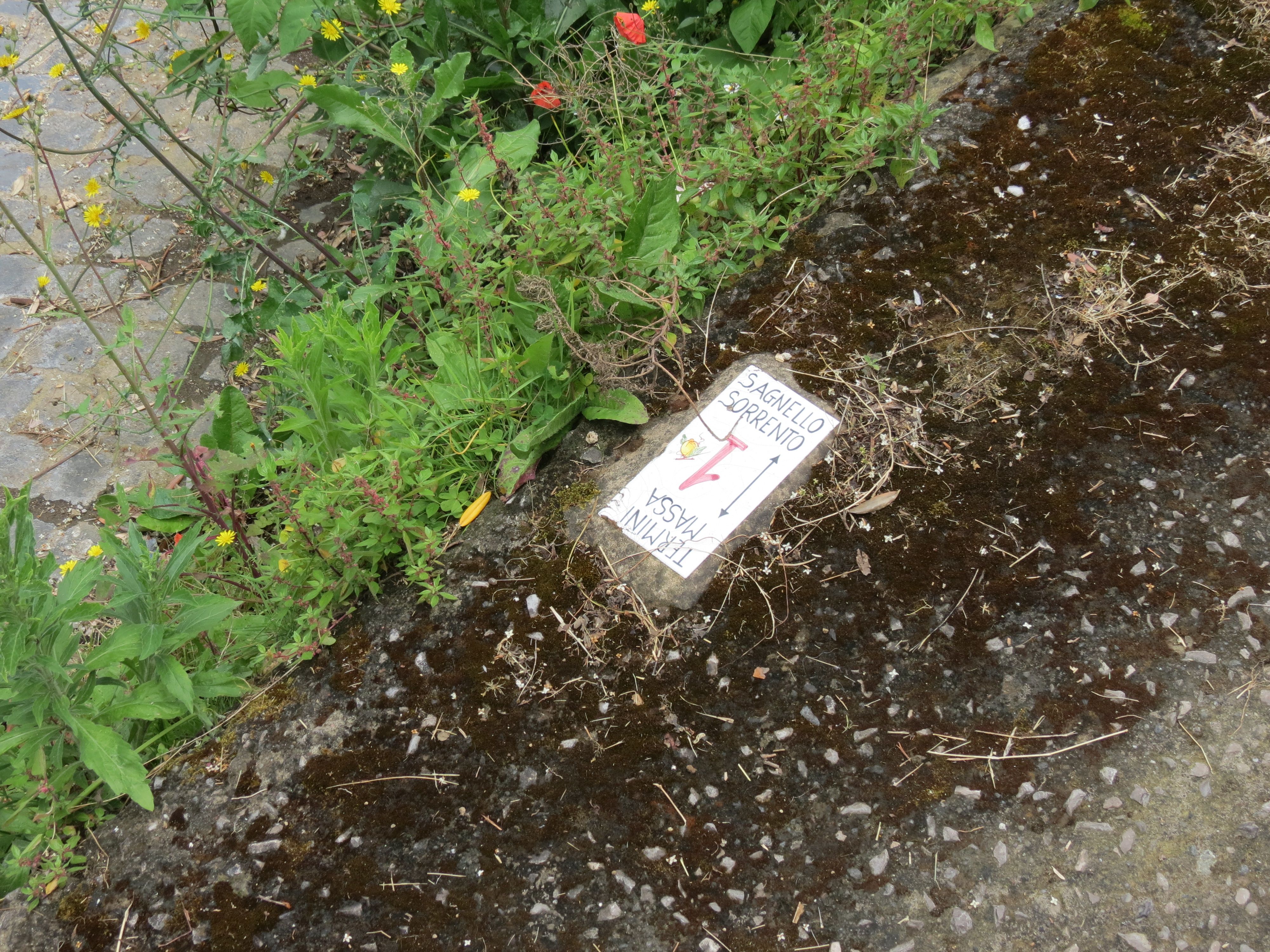 Trail marker embedded in the road