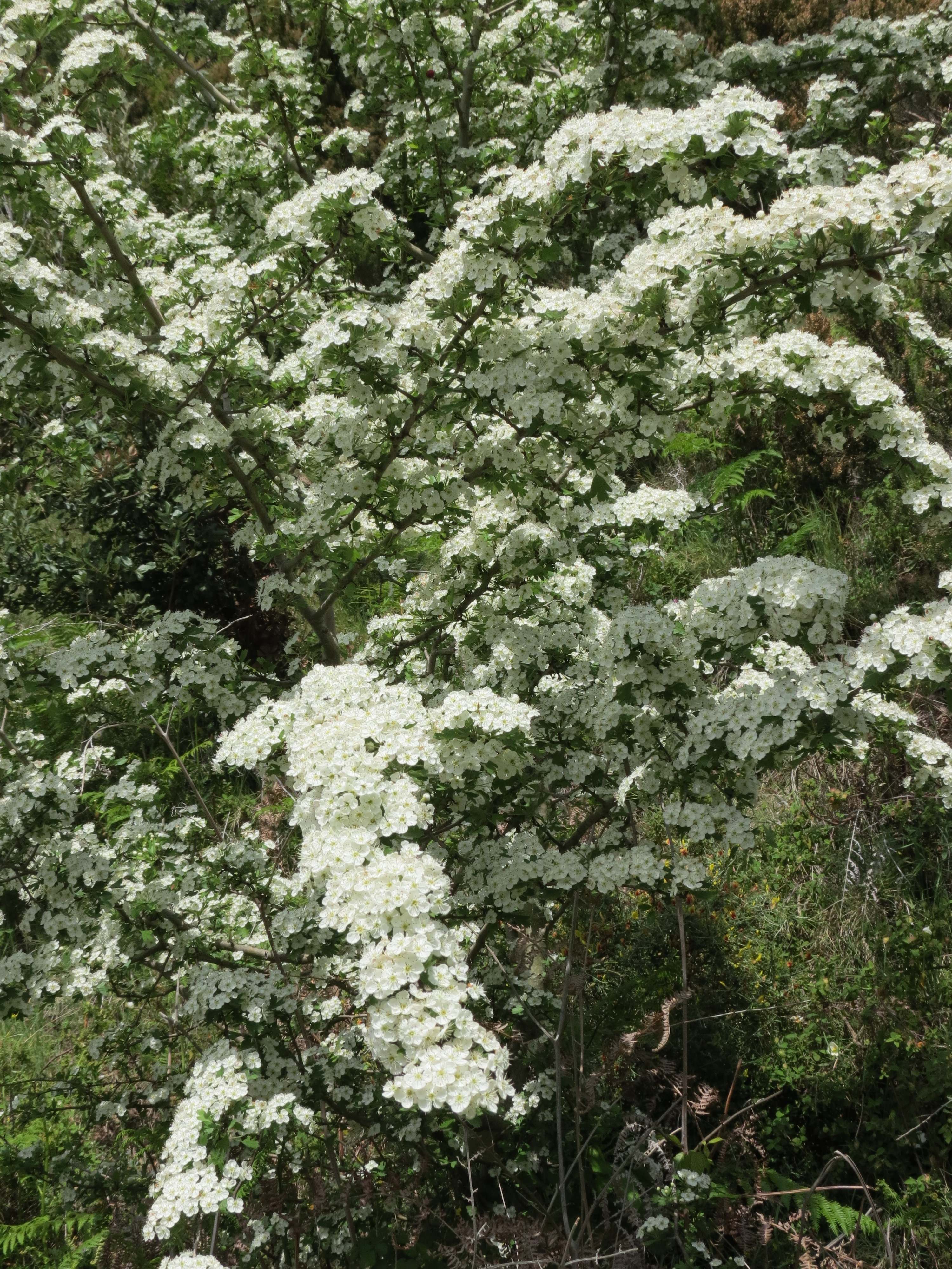 Tree overloaded with flowers